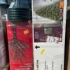 Christmas Tree Sale